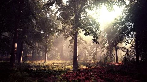 Rays of bursting sunlight in a misty forest Illustrazione stock