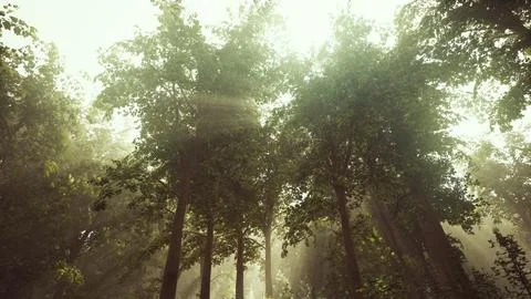 Rays of bursting sunlight in a misty forest 스톡 일러스트