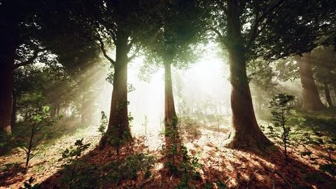 Rays of bursting sunlight in a misty forest Illustrazione stock