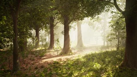 Rays of bursting sunlight in a misty forest Illustrazione stock