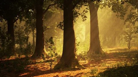 Rays of bursting sunlight in a misty forest Stock Illustration