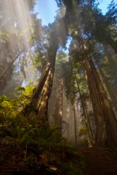 The rays of the daytime sun in the forest Stock Photos