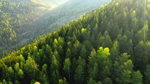 Rays of early morning sun falling on a Mountain hills forest valley. Aerial. Stock Footage 200217388