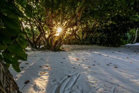 The rays of early sunlight make their way through the tropical foliage. Stock Photos