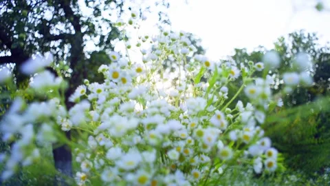 The rays of the evening sun break through a bouquet of field daisies. Stock Footage 252584152