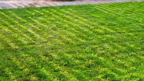 Rays of the evening sun on a green lawn, smooth camera movement. Shadows from Stock Footage 238724225