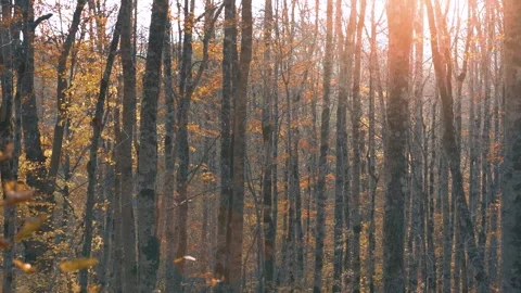 The rays of evening sun shine through many trees in autumn forest. No people Stock Footage 165773470