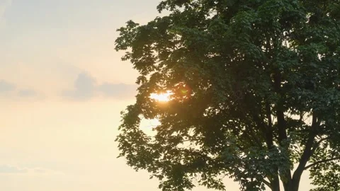The rays of the evening sun shine through the green foliage of the tree. Stock Footage 305075209