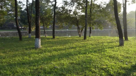 Rays of evening sunshine on green grass of summer forest Stock Footage 88722061
