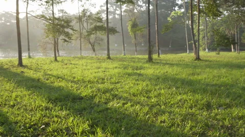 Rays of evening sunshine on green grass of summer forest Stock Footage 88722092