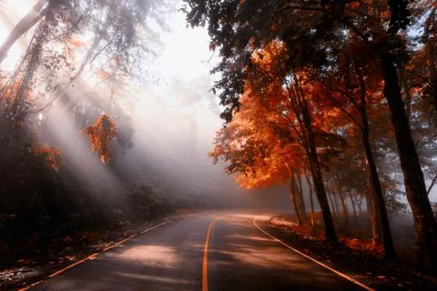 Rays falling through autumn forest and mist Stock Photos
