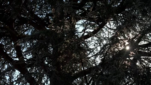 Rays filtering through the branches with drops of water fall from the tree 库存影片 326674418