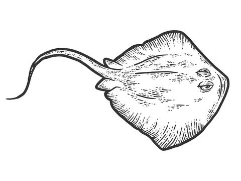 Rays fish. Sketch scratch board imitation. Black and white. Stock Illustration