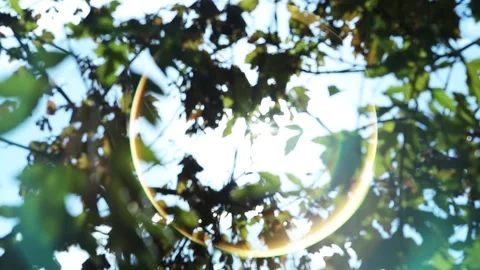 The rays Stock Footage 221853858