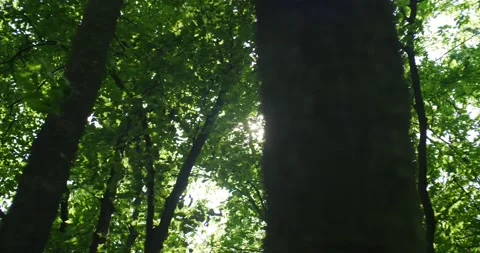 The rays of the hot sun shine through the leaves of the trees Stock Footage 204145538