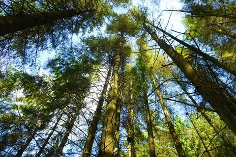 Rays of light beaming trough the tree Rays of light beaming trough the tre... 스톡 사진