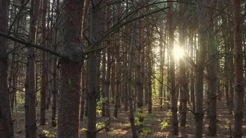 Rays of light beautifully break through the pine trees. Stock Footage 219571043
