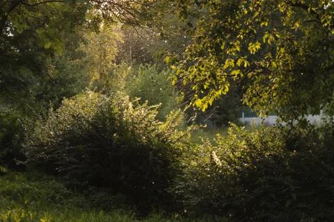 Rays of light behind the trees in the park. Stock Photos