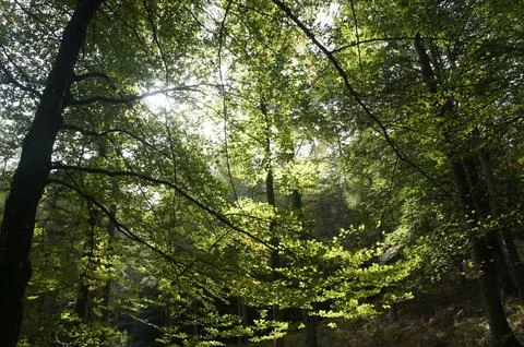 Rays of light between the leaves of the beech forest in the morning light Stock Photos