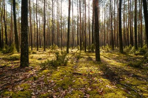 Rays of light between trees in the spring forest Stock Photos