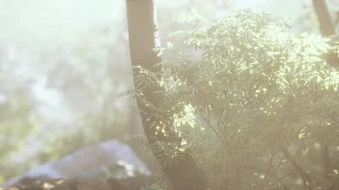 Rays of light coming through leaves in a tropical jungle 스톡 일러스트