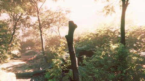 Rays of light coming through leaves in a tropical jungle Stock-Illustration