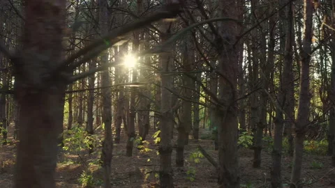Rays of light in the coniferous forest. 動画素材 219570870