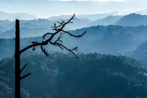 Rays light cross trees over mountain landscape Stock Photos