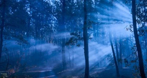 359,000+ Dark Forest Stock Photos, Pictures & Royalty-Free Images