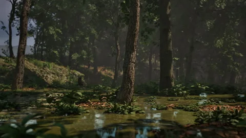 Rays of light falling through the mist and trees in the swamp Video stock 240246928