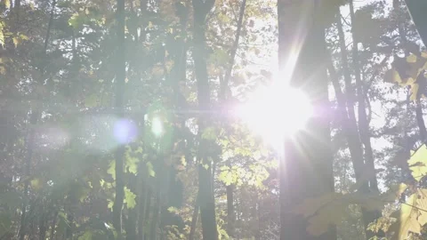 Rays of light filter through leaves. Video stock 151155099