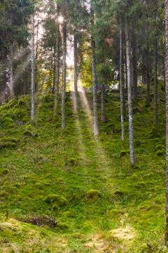 Rays of light in the forest of Cansiglio Stock Photos