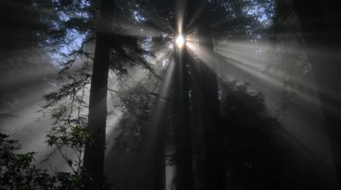 Rays of light in forest Stock-Footage 60691030