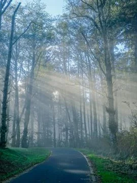Rays of light in the forest Stock Photos