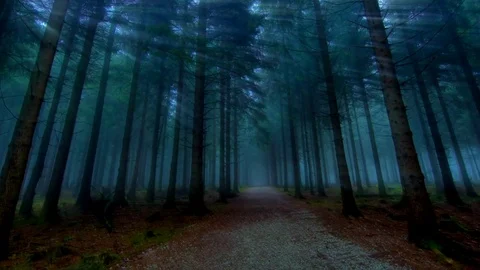 Rays light forest the sun rays Stock Footage 93735825