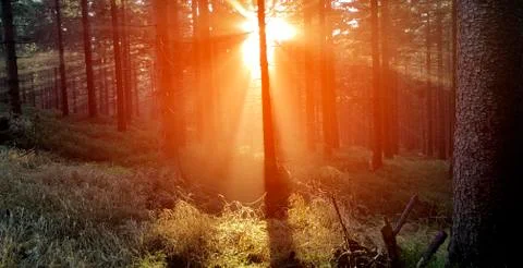 Rays of light in forest at sunset Stock Photos