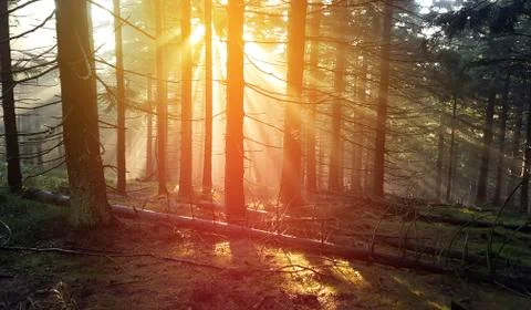 Rays of light in forest at sunset Stock Photos