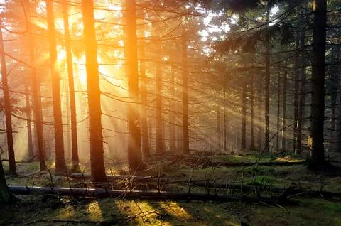 Rays of light in forest at sunset Stock Photos