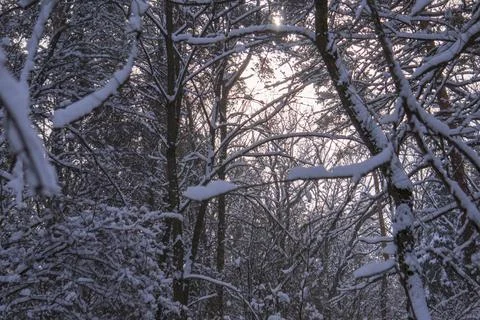 Rays of light illuminate the dense winter forest Stock Photos