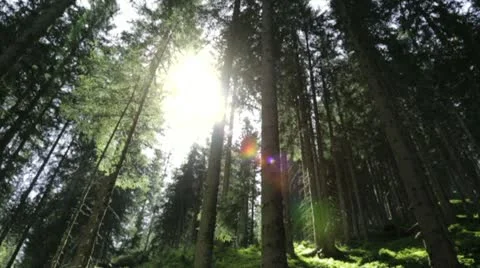 Rays of light over the green forest Stock Footage