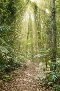 Rays of light in the rainforest Stock Photos