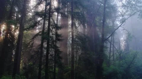 Rays of light in redwood forest, Redwood National Park, California Stock Footage