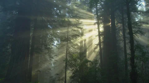 Rays of light in redwood forest, Redwood National Park, California Stock Footage