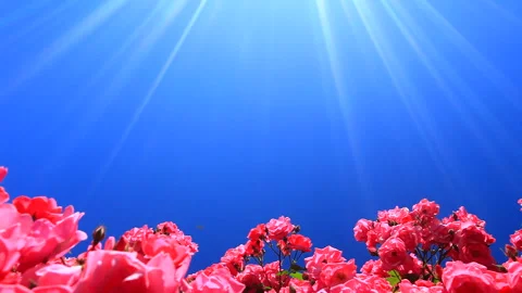 Rays of Light from the Rose and the Sun 스톡 동영상 330312298