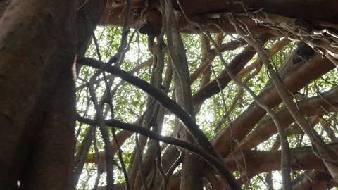 Rays of light shine through the Banyan tree in the jungles. Mystical mysterious Stock Footage 312109444