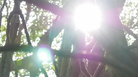 Rays of light shine through the Banyan tree in the jungles. Stock Footage 312336201