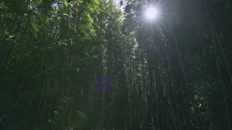 Rays of light shining through bamboo forest. Stock Footage 171908527