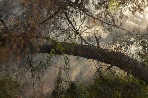 Rays of light in the smoke of the fire Stock Photos