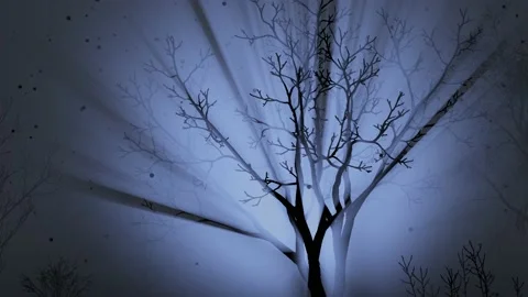 Rays of light through the branches in a dark forest in the fog. Stock Footage 229965181