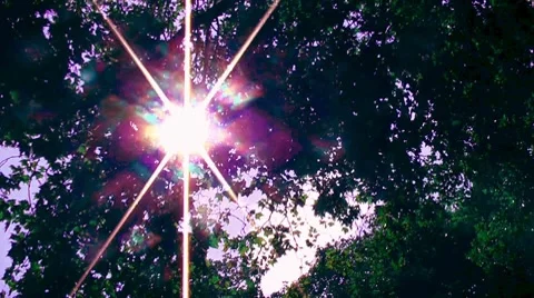 Rays of Light through Branches pov Walking Stock Footage 8663793